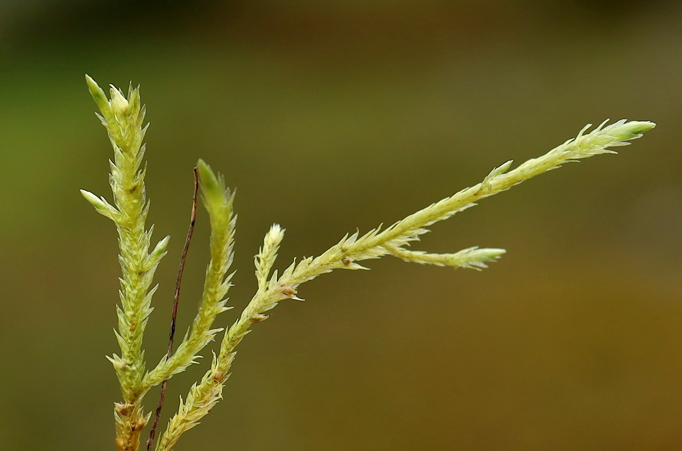 Изображение особи Straminergon stramineum.