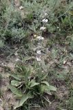 Phlomoides alaica. Цветущее растение. Кыргызстан, Нарынская обл., Ак-Талинский р-н, 7 км к юго-западу от с. Кош-Дёбё, южные отроги хр. Молдо-Тоо, выс. ~ 2900 м н.у.м., каменистая осыпь. 08.07.2026.