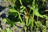 genus Geranium. Части побегов и листья. Турция, ил Артвин, р-н Юсуфели, окр. дер. Дамлаташ, выс. 1925 м н.у.м., луг. 13 июня 2026 г.