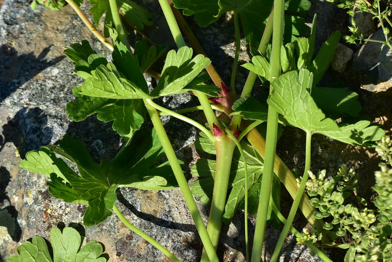 Изображение особи род Geranium.