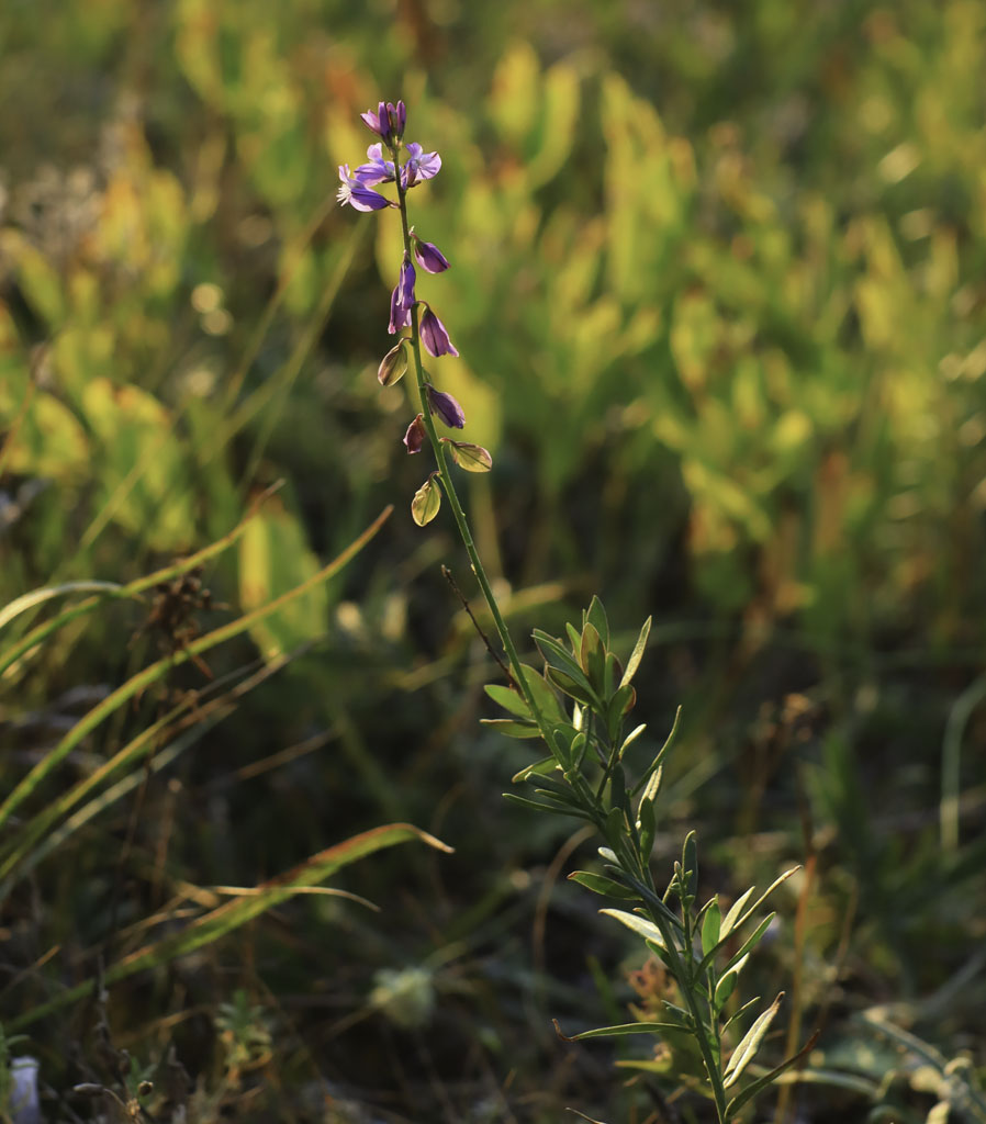 Image of Polygala cretacea specimen.