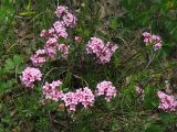 Daphne cneorum