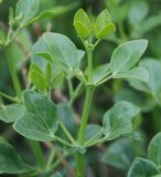 Zygophyllum fabago. Верхушка побега. Крым, Кутлакская бухта. 05.05.2011.