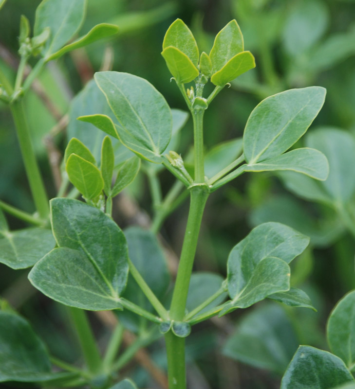 Image of Zygophyllum fabago specimen.