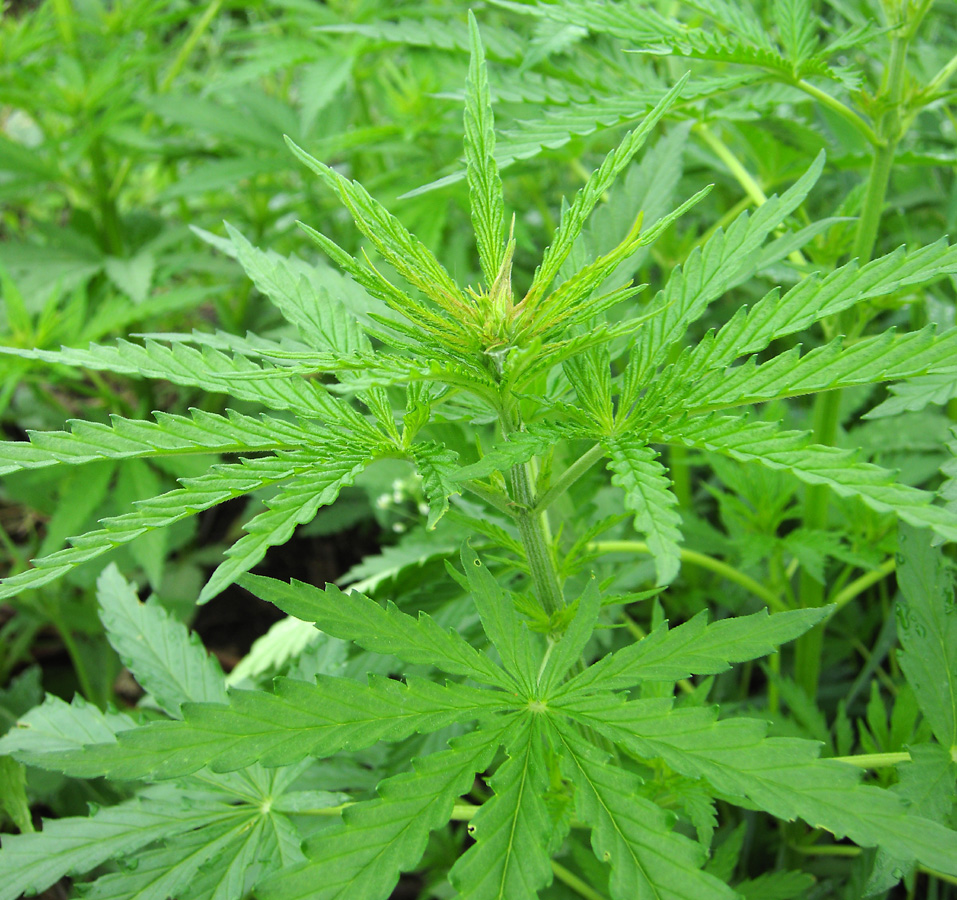 Image of Cannabis sativa var. spontanea specimen.