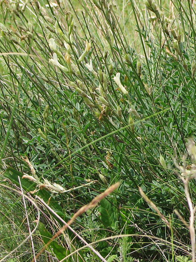 Изображение особи Astragalus pallescens.