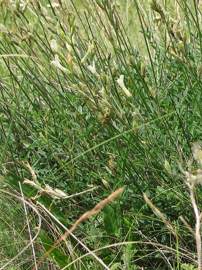 Image of Astragalus pallescens specimen.