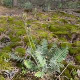 Oxytropis ivdelensis. Плодоносящее растение. Свердловская обл., окр. г. Североуральск, правый берег канал Дублёр в р-не известнякового карьера. 09.07.2011.