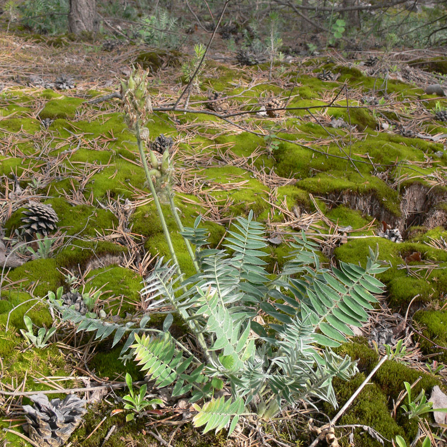 Image of Oxytropis ivdelensis specimen.