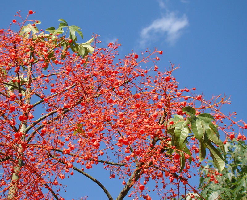 Image of Brachychiton acerifolius specimen.