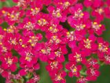 Achillea millefolium