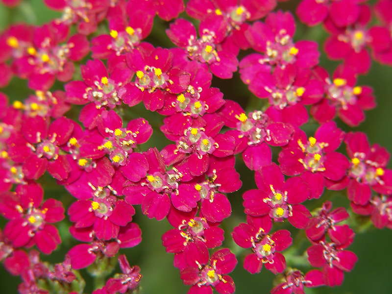 Image of Achillea millefolium specimen.