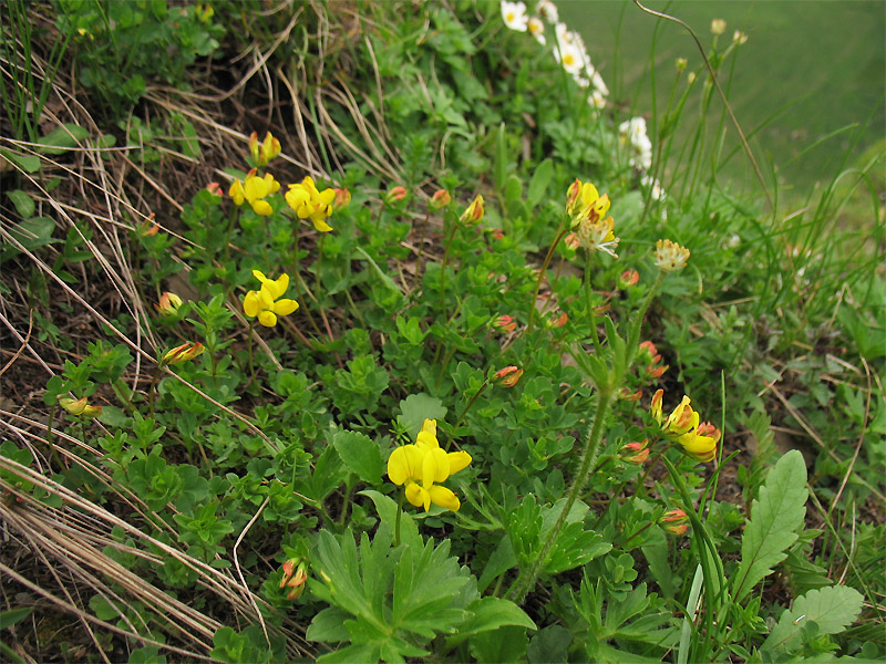 Image of Lotus alpicola specimen.