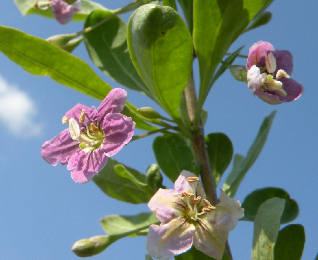 Изображение особи Lycium barbarum.