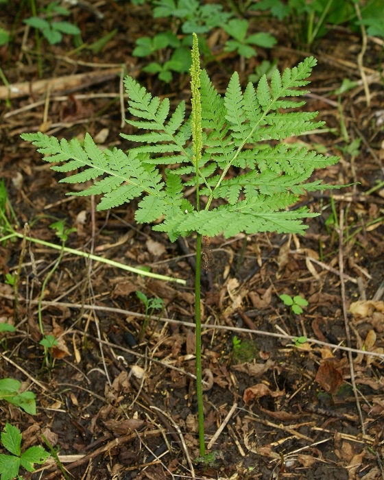 Изображение особи Botrychium strictum.