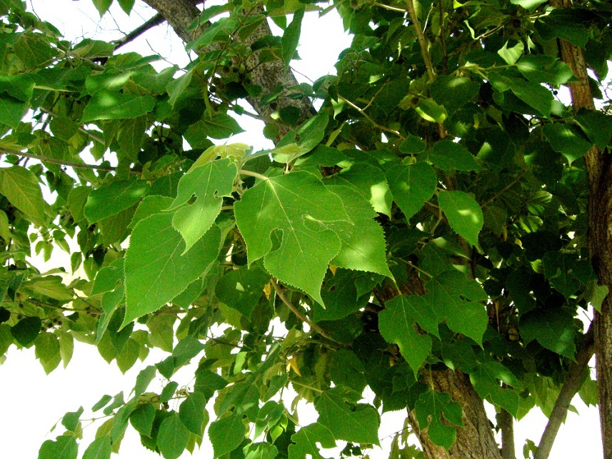 Image of Broussonetia papyrifera specimen.