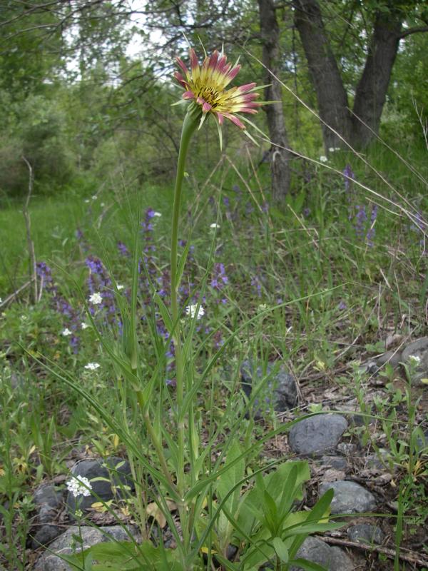 Image of Tragopogon capitatus specimen.