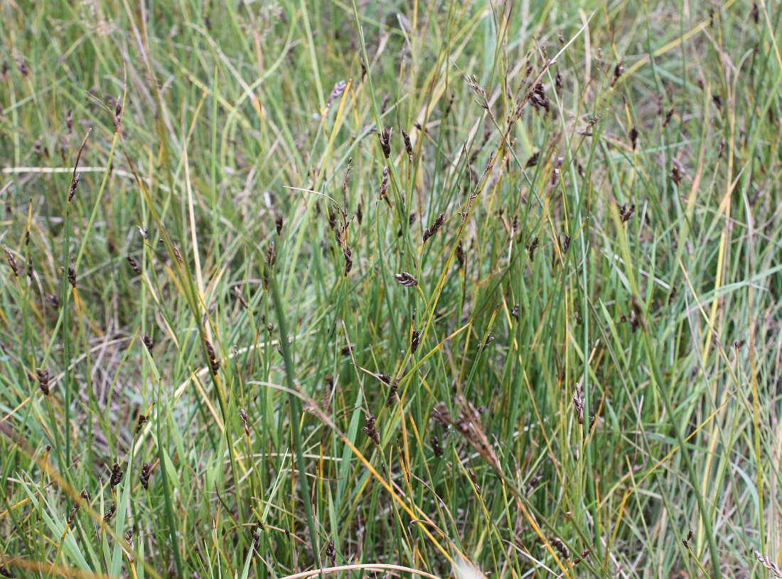 Image of Blysmus rufus specimen.