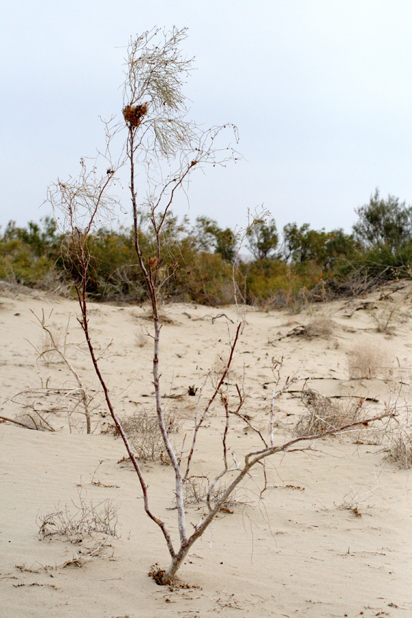 Изображение особи Calligonum eriopodum.