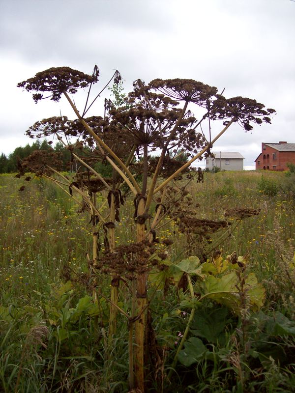 Image of Heracleum sosnowskyi specimen.