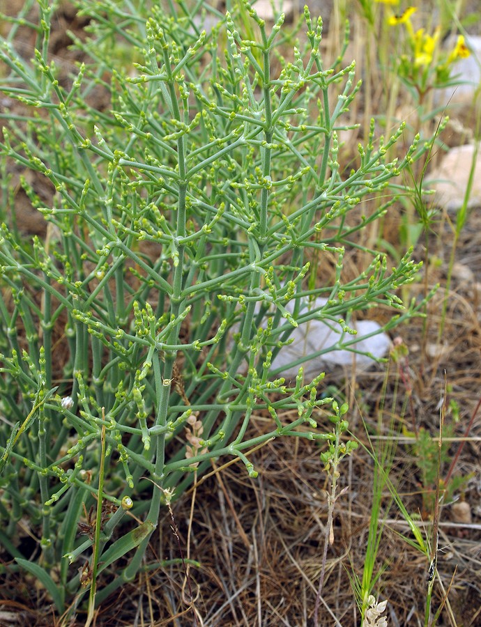 Image of Anabasis turkestanica specimen.