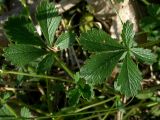 Potentilla incana. Листья прикорневой розетки. Киев, Святошинский лес, сосняк на песчаных холмах. Май 2008 г.