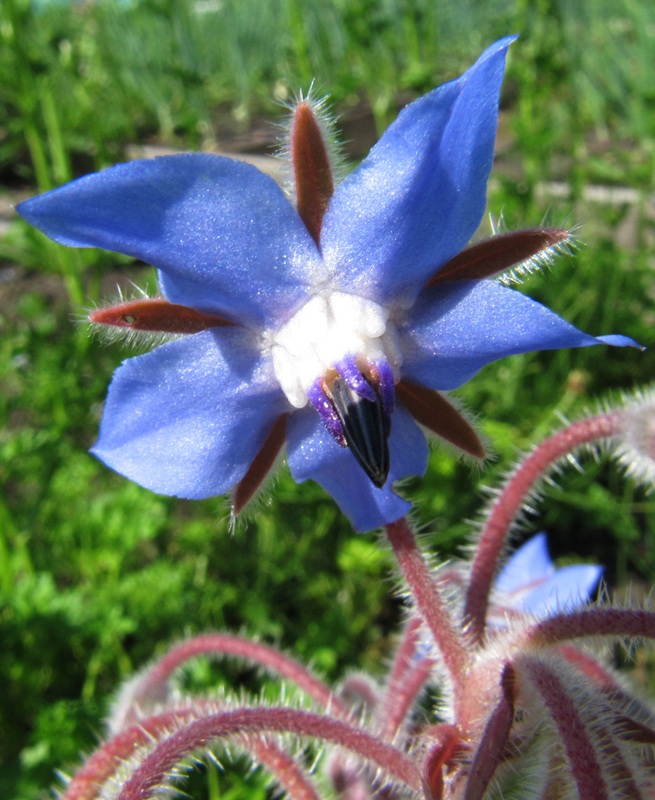 Image of Borago officinalis specimen.