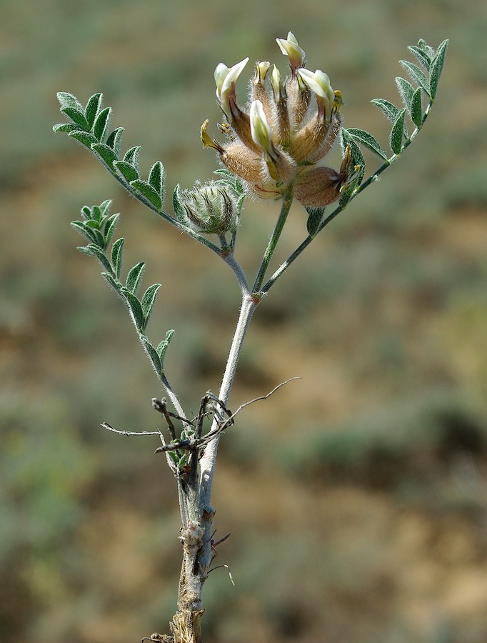 Image of Astragalus chaetodon specimen.