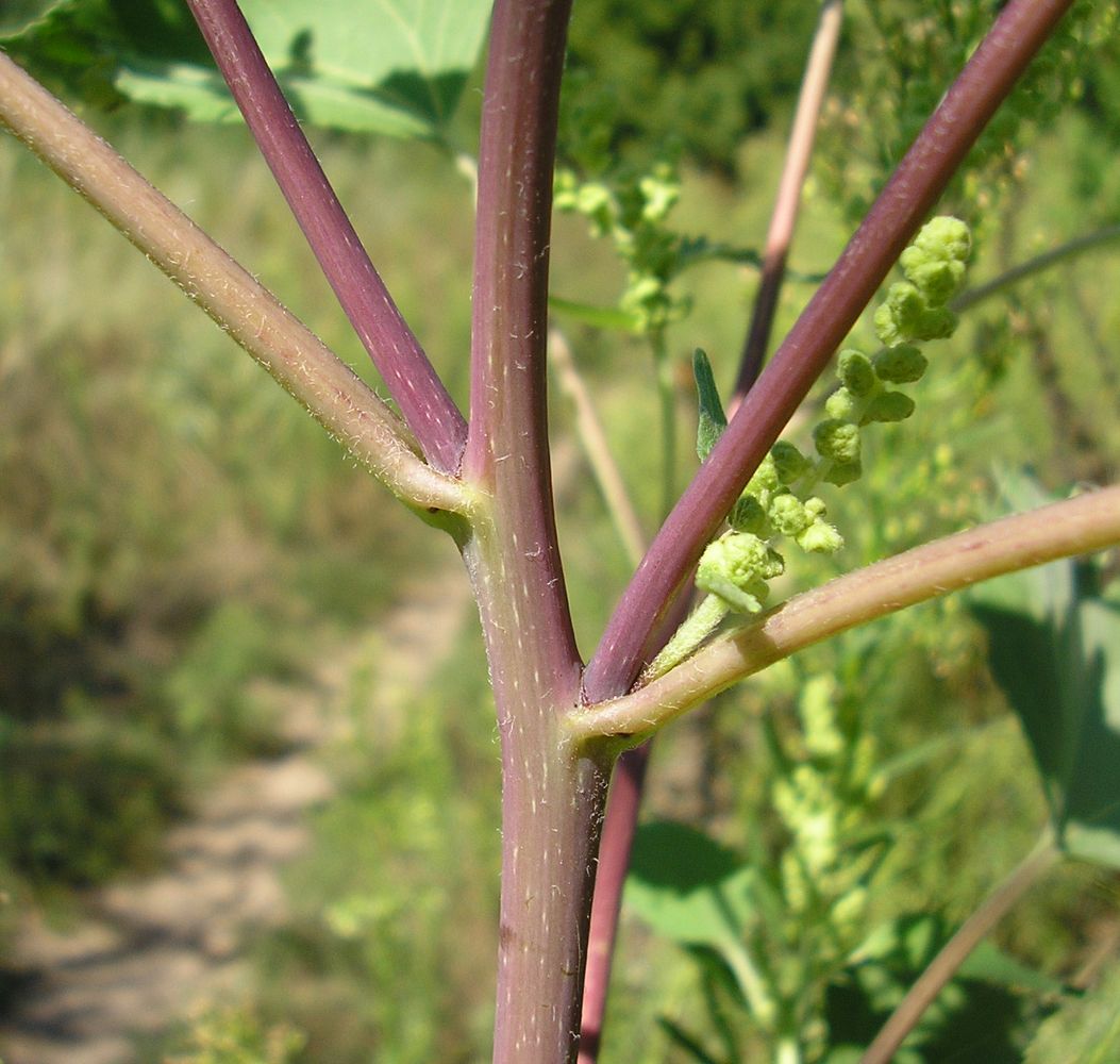 Изображение особи Cyclachaena xanthiifolia.