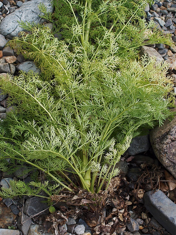 Изображение особи семейство Apiaceae.