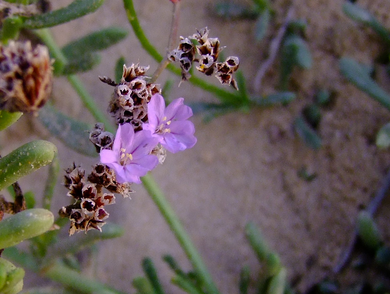 Изображение особи Limonium virgatum.