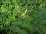 Astragalus glycyphyllos