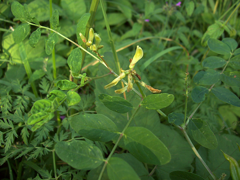Image of Astragalus glycyphyllos specimen.