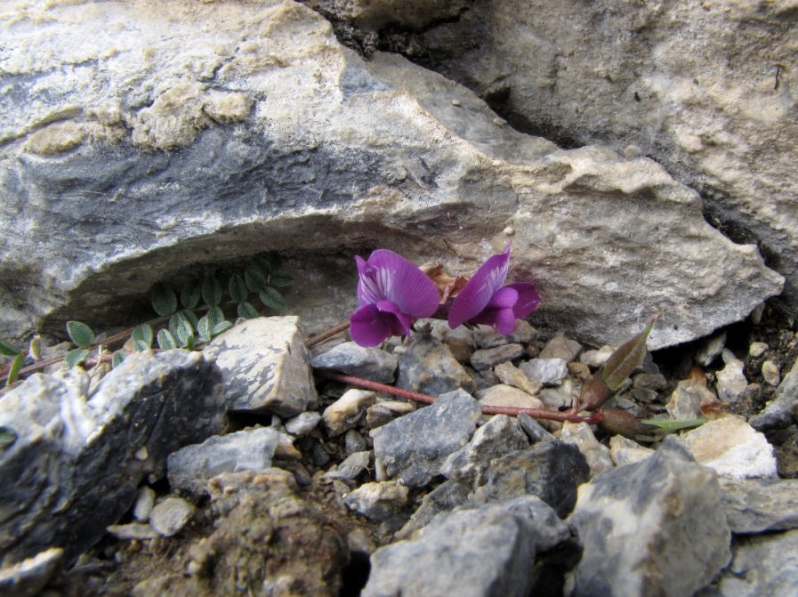 Image of Oxytropis pauciflora specimen.