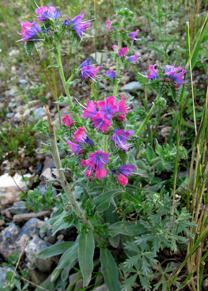 Изображение особи Echium vulgare.