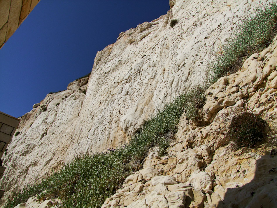 Image of Halimione portulacoides specimen.