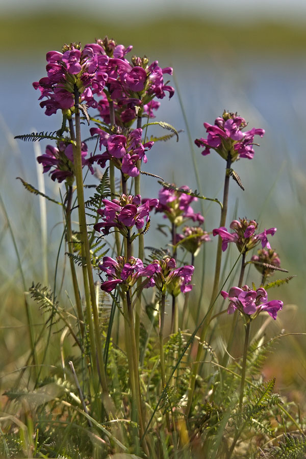 Изображение особи Pedicularis nasuta.