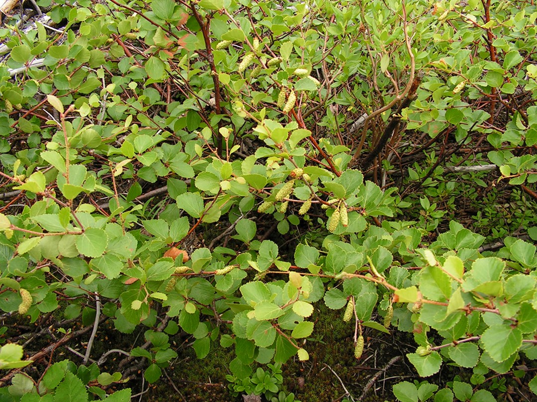 Image of Betula divaricata specimen.