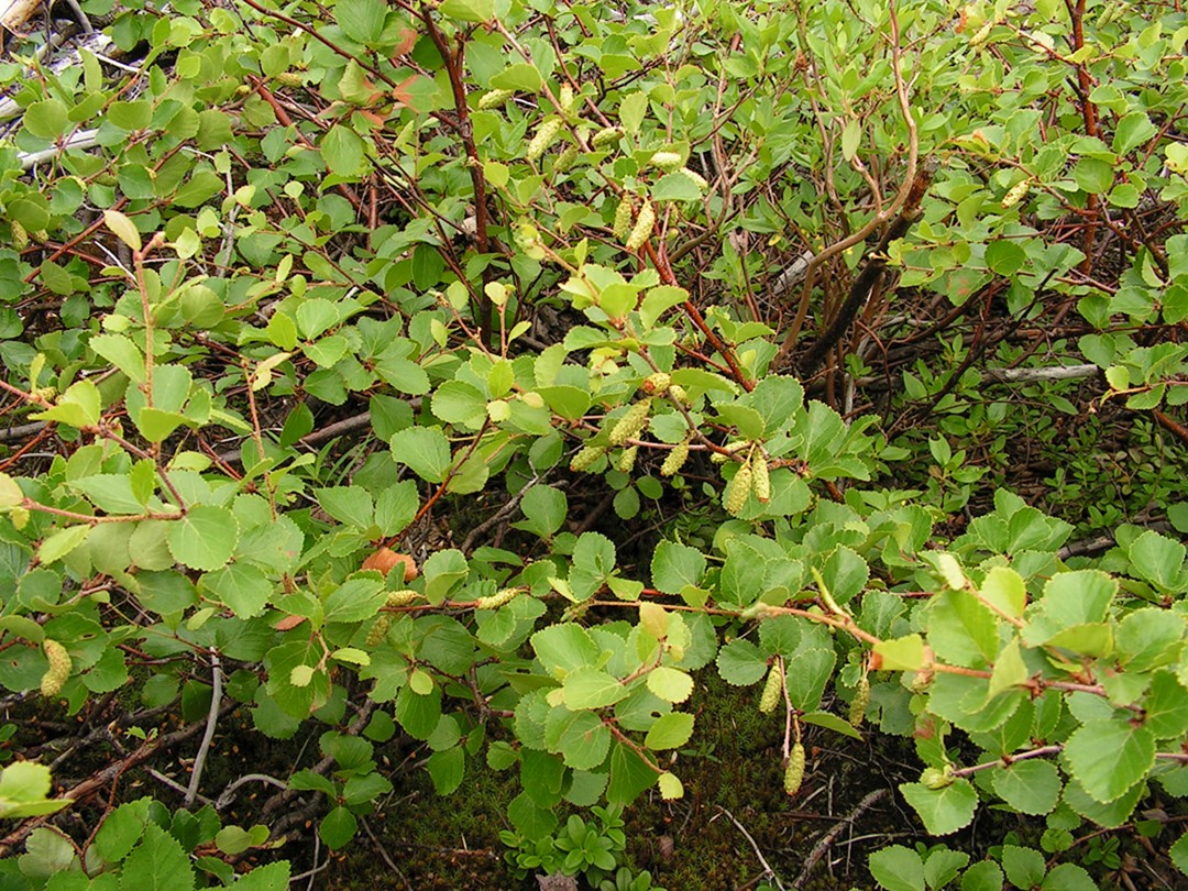 Изображение особи Betula divaricata.