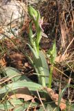 Ophrys oestrifera