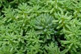 Sedum hispanicum