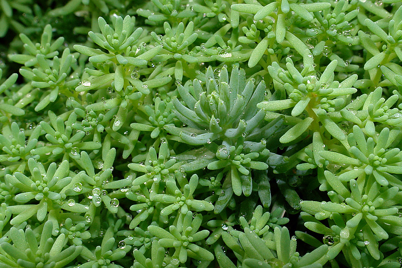 Изображение особи Sedum hispanicum.