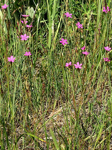 Image of Dianthus deltoides specimen.