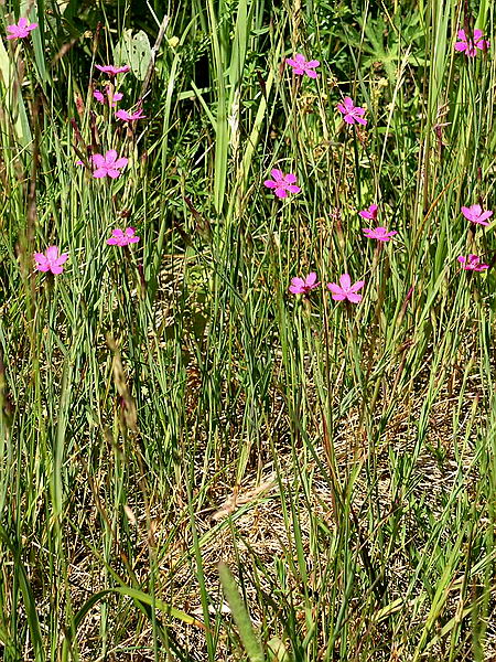 Изображение особи Dianthus deltoides.