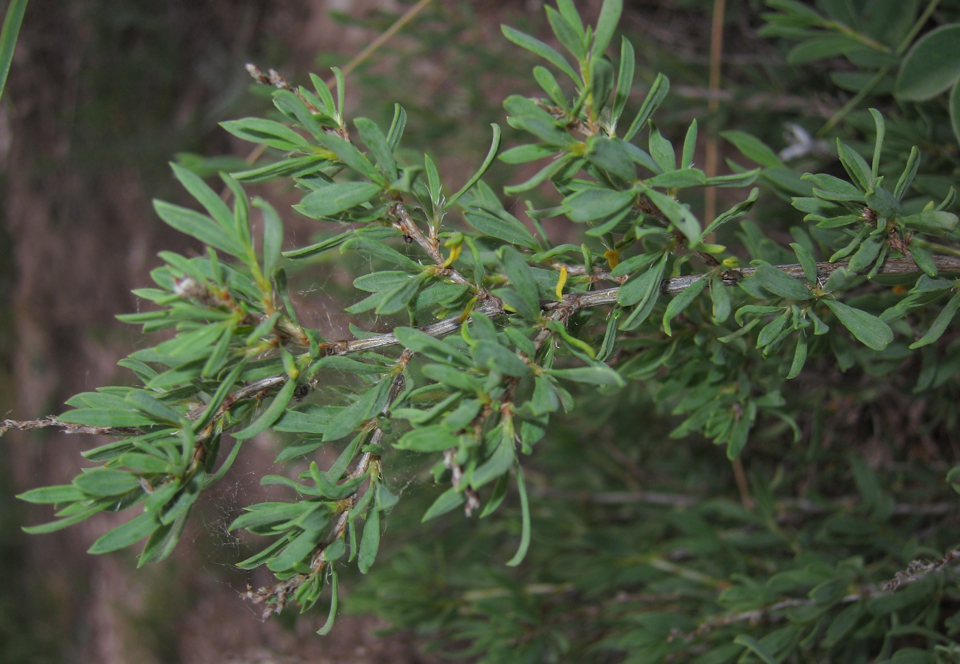 Изображение особи Atraphaxis frutescens.