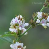 Lespedeza davurica