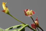 Lonicera involucrata variety ledebourii. Верхушка веточки с отцветшим соцветием и развивающимся соплодиями. Германия, г. Кемпен в культуре. 19.05.2012.