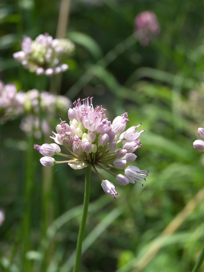 Изображение особи Allium splendens.