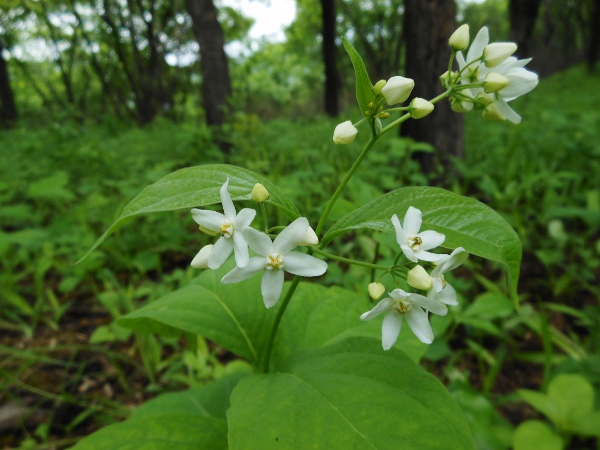 Изображение особи Vincetoxicum ascyrifolium.