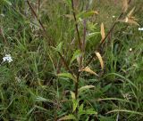 Carlina biebersteinii. Средняя часть побега. Курская обл., Железногорский р-н, с. Разветье, поле. 3 августа 2007 г.